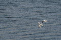 Larus armenicus