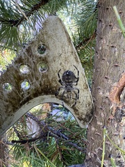 Araneus saevus