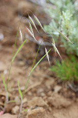 Bromus pumpellianus