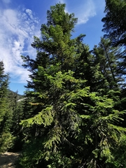 Abies amabilis