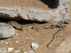Acanthodactylus margaritae