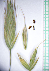 Bromus pumpellianus