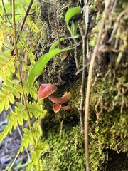 Hygrocybe miniata