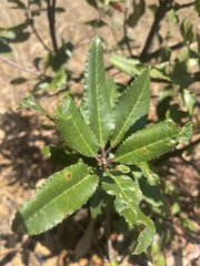Heteromeles arbutifolia
