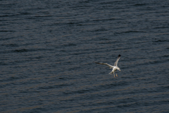 Larus armenicus