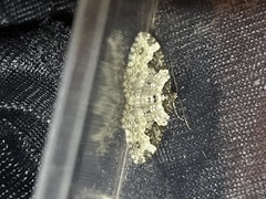 Xanthorhoe fluctuata