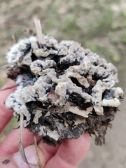 Thelephora terrestris