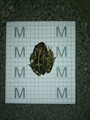 Sclerophrys pantherina