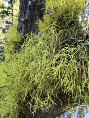 Letharia vulpina
