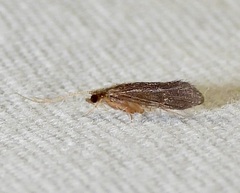 Polycentropodidae