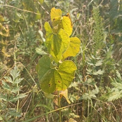 Aristolochia clematitis