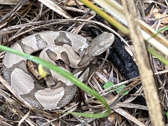 Agkistrodon contortrix