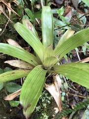 Guzmania