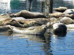 Phoca vitulina richardii