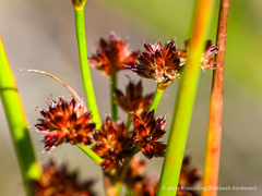 Juncus canadensis