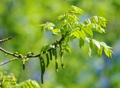 Juglans cinerea