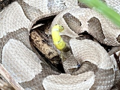 Agkistrodon contortrix