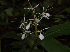 Hedychium cylindricum