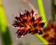Juncus canadensis