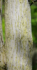 Juglans cinerea
