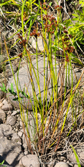 Juncus canadensis