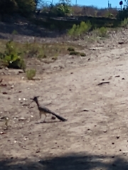 Geococcyx californianus