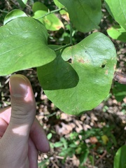 Smilax rotundifolia