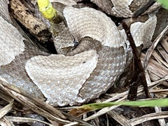 Agkistrodon contortrix