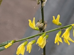 Melilotus officinalis