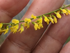 Melilotus officinalis