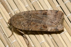 Noctua interposita