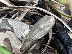 Agkistrodon contortrix