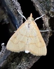 Helvibotys helvialis