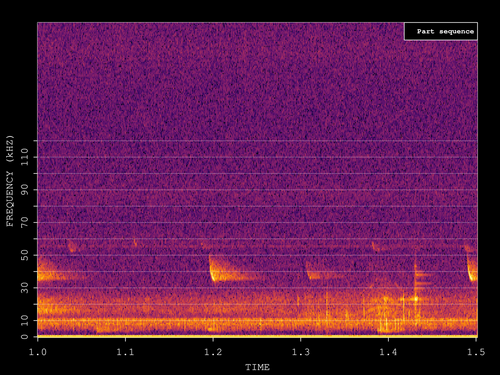 Kuhl's Pipistrelle