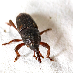 Sitophilus