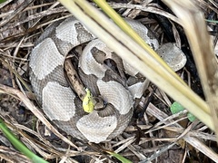 Agkistrodon contortrix