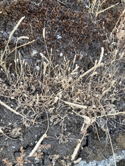 Plantago coronopus