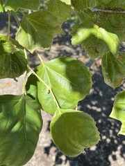 Platanus