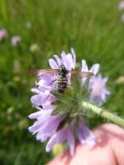 Entomophthora muscae
