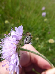 Entomophthora muscae