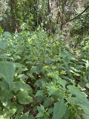 Verbesina occidentalis