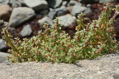 Parietaria judaica