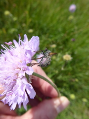 Entomophthora muscae