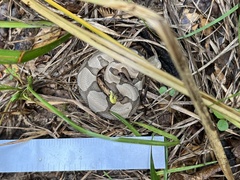 Agkistrodon contortrix