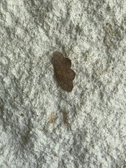 Lambdina fiscellaria