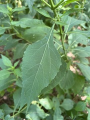 Verbesina occidentalis