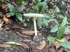 Amanita