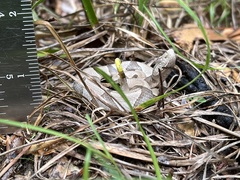 Agkistrodon contortrix