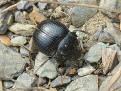 Accanthopus velikensis