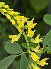 Melilotus officinalis